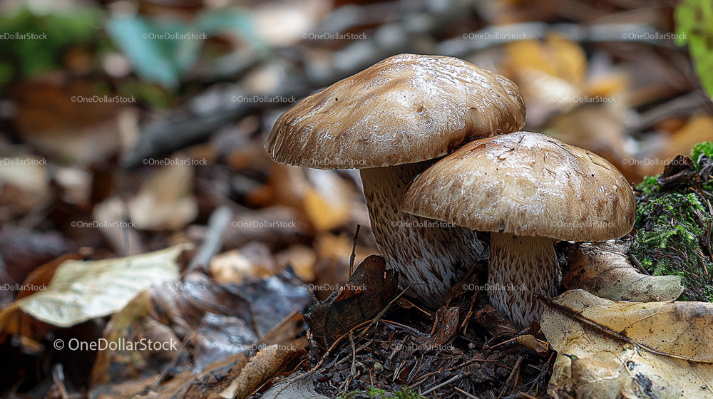 Wild Mushrooms on Forest Floor in Autumn