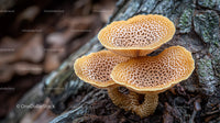 Cluster of Brown Mushrooms on Forest Floor
