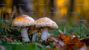Pair of Mushrooms in Colorful Autumn Forest
