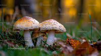 Pair of Mushrooms in Colorful Autumn Forest