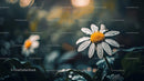 Daisy Flower with Dew in Tranquil Morning Light