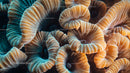 Vibrant Close-Up of Exotic Coral in Underwater Scene