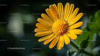 Close-Up of a Vibrant Yellow Daisy in Bloom