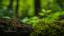 Young Sapling Emerging from Moss in Lush Forest