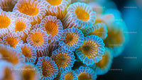 Vibrant Coral Polyps in Blooming Underwater Display