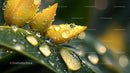 Yellow Petals with Dew Droplets in Lush Greenery