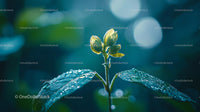 Yellow Blossom with Morning Dew and Bokeh Background