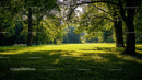 Sunlit Meadow Surrounded by Lush Green Trees in a Forest Park