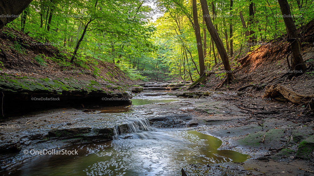 Tranquil Forest Stream Surrounded by Lush Greenery