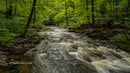 Tranquil Forest Stream Flowing Through Lush Green Woodland