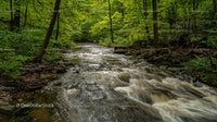 Tranquil Forest Stream Flowing Through Lush Green Woodland