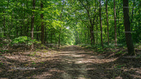 Tranquil Forest Pathway Surrounded by Lush Greenery