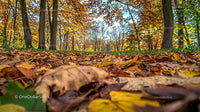 Golden Autumn Leaves Covering a Serene Forest Path
