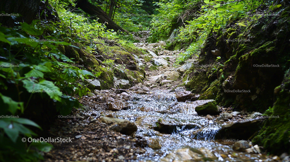 Serene Forest Stream Amidst Lush Greenery and Mossy Rocks