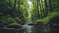 Tranquil Forest Stream with Lush Greenery and Tall Trees