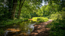 Tranquil Forest Pathway Along a Sunlit Stream