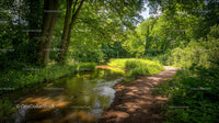 Tranquil Forest Pathway Along a Sunlit Stream