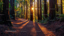 Sunset Through Majestic Redwood Trees in Serene Forest