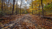 Golden Pathway Through Autumn Forest