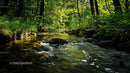 Tranquil Forest Stream Surrounded by Lush Greenery