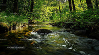 Tranquil Forest Stream Surrounded by Lush Greenery