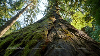 Majestic Tree Trunk in Sunlit Forest Perspective