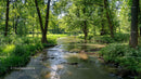 Tranquil Forest Stream with Lush Greenery and Sunlight