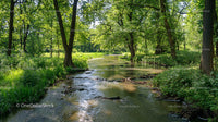 Tranquil Forest Stream with Lush Greenery and Sunlight