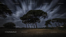 Pine Trees Under Dramatic Night Sky with Long Exposure