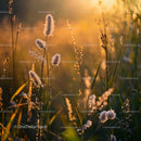 Golden Hour Wildflowers in a Sunlit Meadow