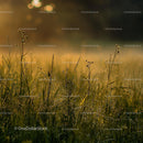 Dewy Grass at Golden Hour with Soft Morning Light