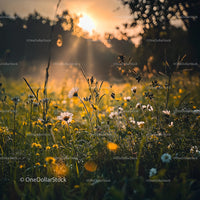 Sunset Over Wildflower Meadow in Golden Glow