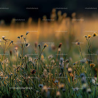 Wildflowers Illuminated by Warm Sunset Light in Meadow