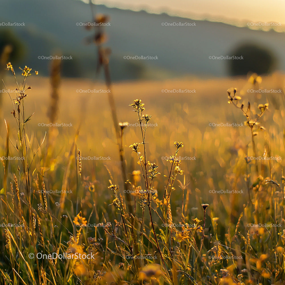 Golden Wildflowers in Tranquil Evening Meadow