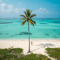 Solitary Palm on Tranquil Tropical Beach