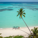 Serene Tropical Beach with Palm Tree and Turquoise Waters