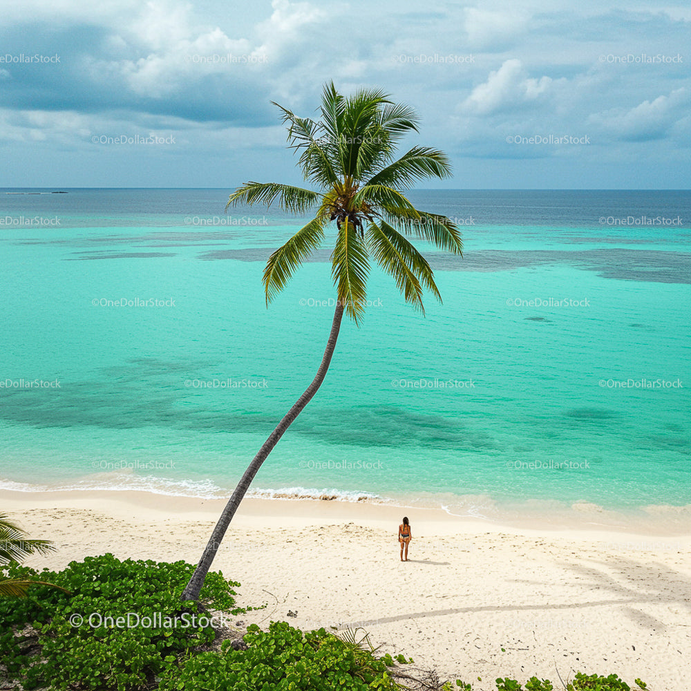 Tropical Island Beach with Palm Tree and Turquoise Waters