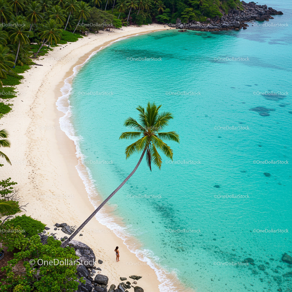 Pristine Tropical Beach with Swaying Palm and Turquoise Water