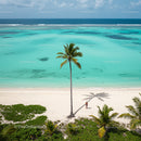 Palm Tree on Pristine Tropical Beach with Turquoise Waters