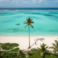 Palm Tree on Pristine Tropical Beach with Turquoise Waters
