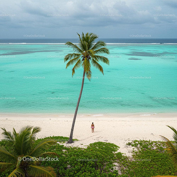 Palm Tree on Tranquil Tropical Beach with Turquoise Waters