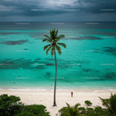 Palm Tree on Tropical Beach with Turquoise Waters