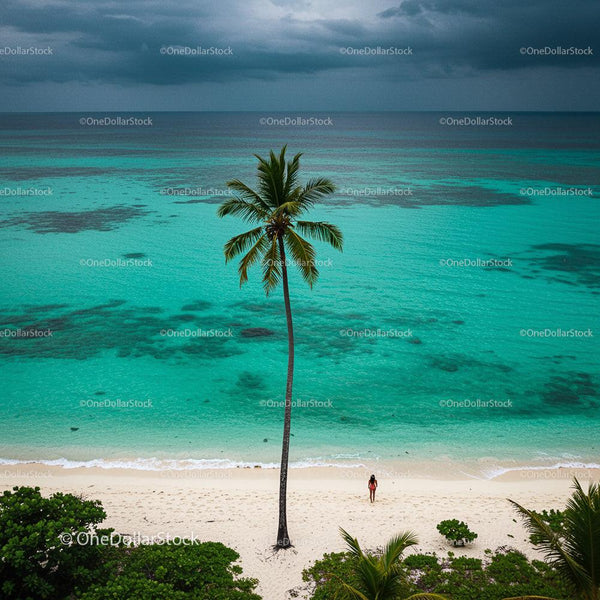Palm Tree on Tropical Beach with Turquoise Waters