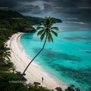 Serene Tropical Beach with Palm Tree and Turquoise Sea