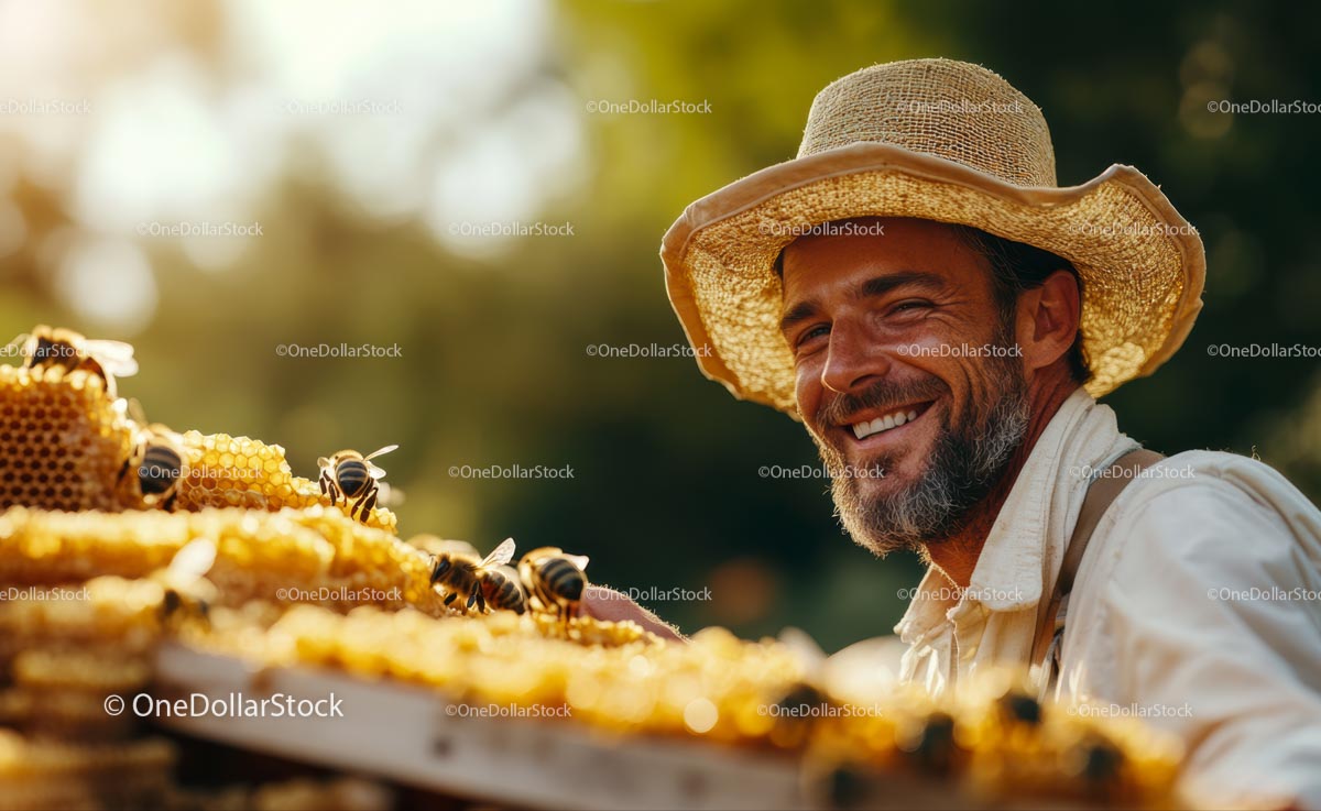 Smiling Beekeeper Tending to Honeycombs in Apiary