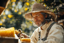 Experienced Beekeeper Harvesting Fresh Honeycombs