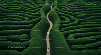 Aerial View of a Lush Green Maze with Central Pathway