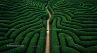 Woman Walking Through a Vast Hedge Maze Adventure