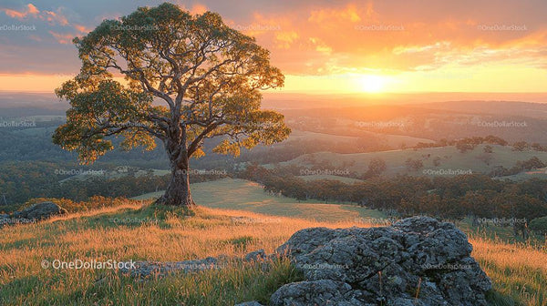 Majestic Tree Overlooking Serene Hills at Sunset