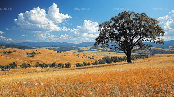 Lone Tree Standing in Golden Rolling Hills Under Blue Sky